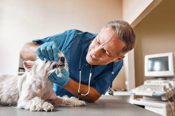 Best After-Hours Emergency Dentist in Jackpot, NV